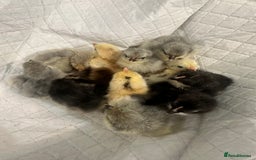 Chickens poultry for sale: Pekin bantam chicks chickens  - Image 1