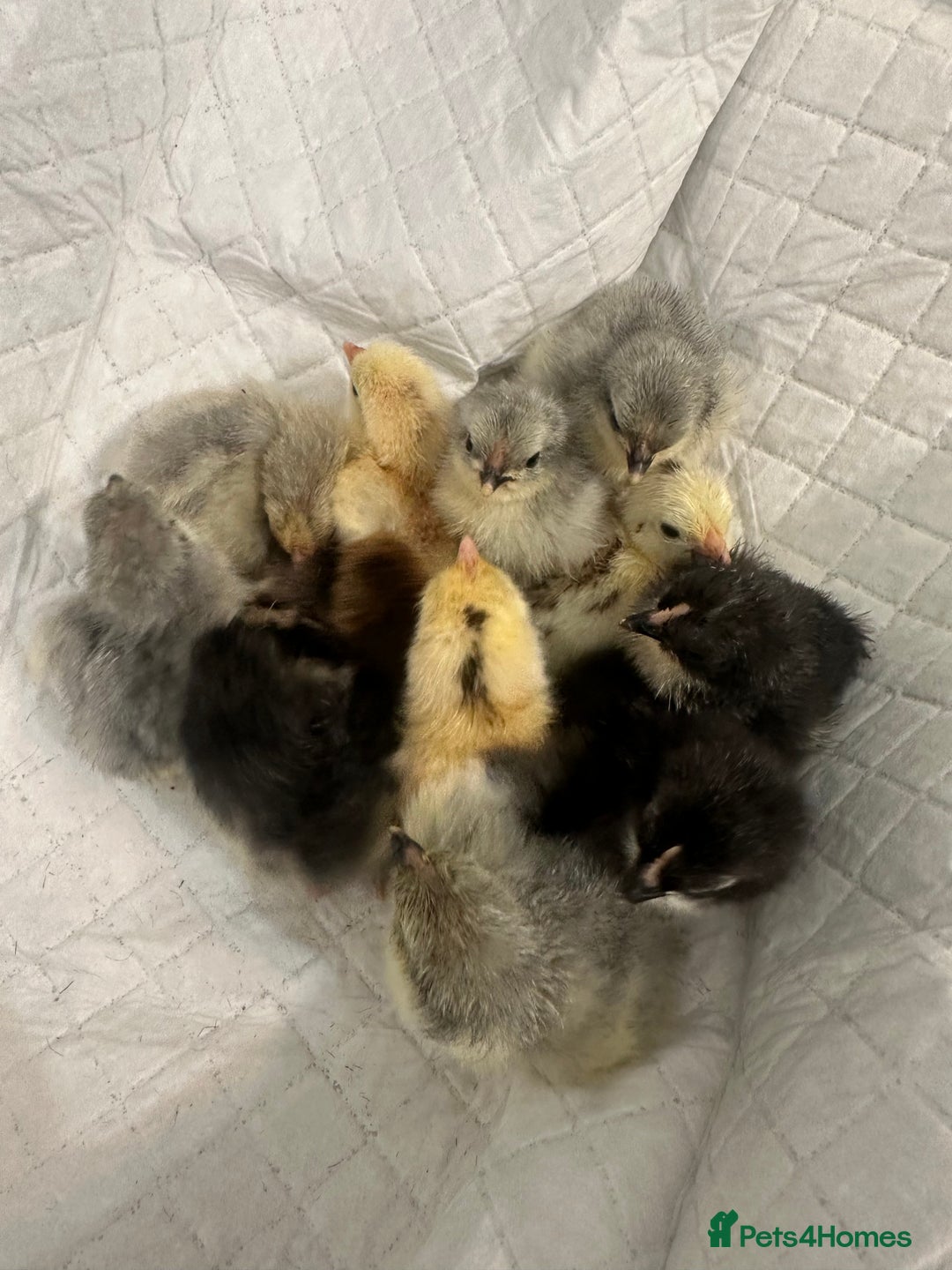 Chickens poultry for sale: Pekin bantam chicks chickens  - Image 1