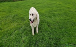 Golden Retriever dogs for sale: Newmiller Retrievers Upcoming Litter Announcement  - Image 7