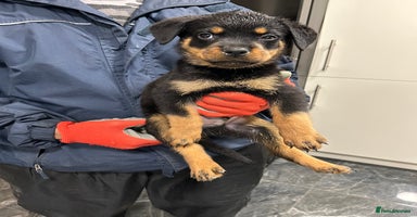 Rottweiler dogs - Advert 7