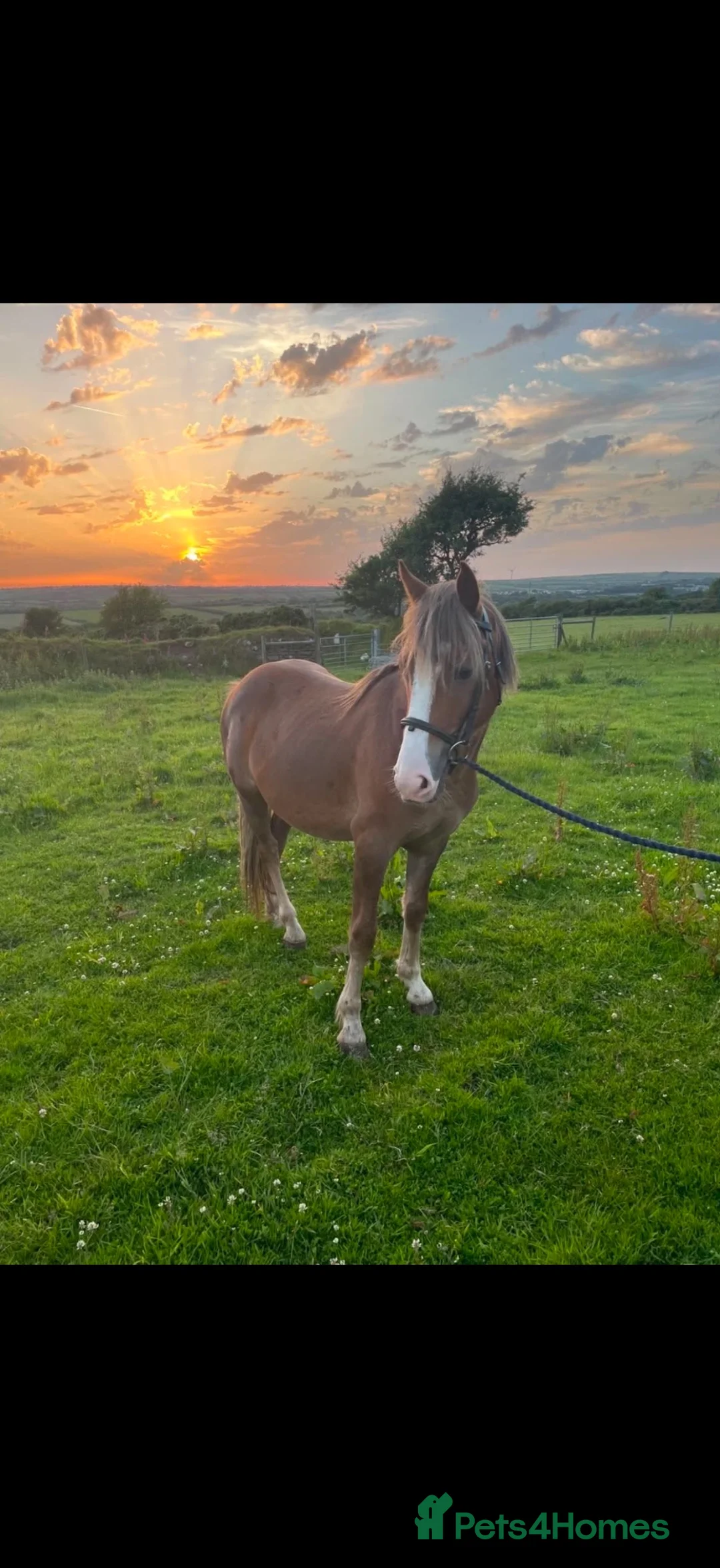 New Forest horses for sale: Ginger in Camelford - Advert 1