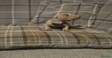 Dachshund dogs - Advert 5