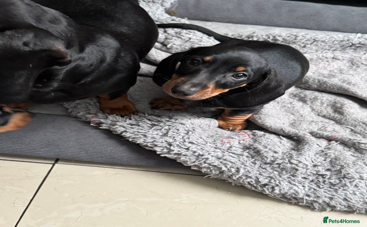 Dachshund dogs Miniature dachshund boy READY NOW - Advert 8