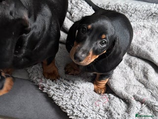 Dachshund dogs Miniature dachshund boy READY NOW - Advert 10