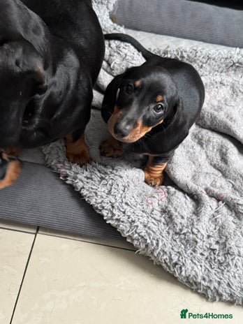 Dachshund dogs Miniature dachshund boy READY NOW - Advert 8