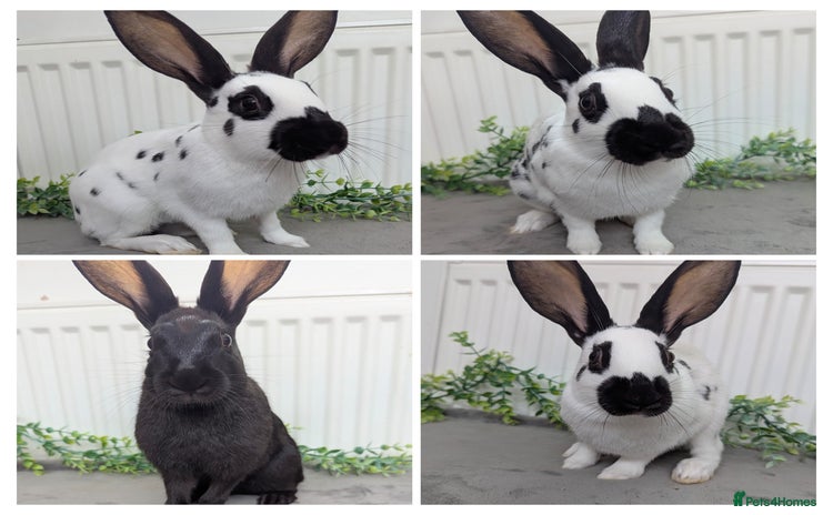English Spot rabbits - Advert 13