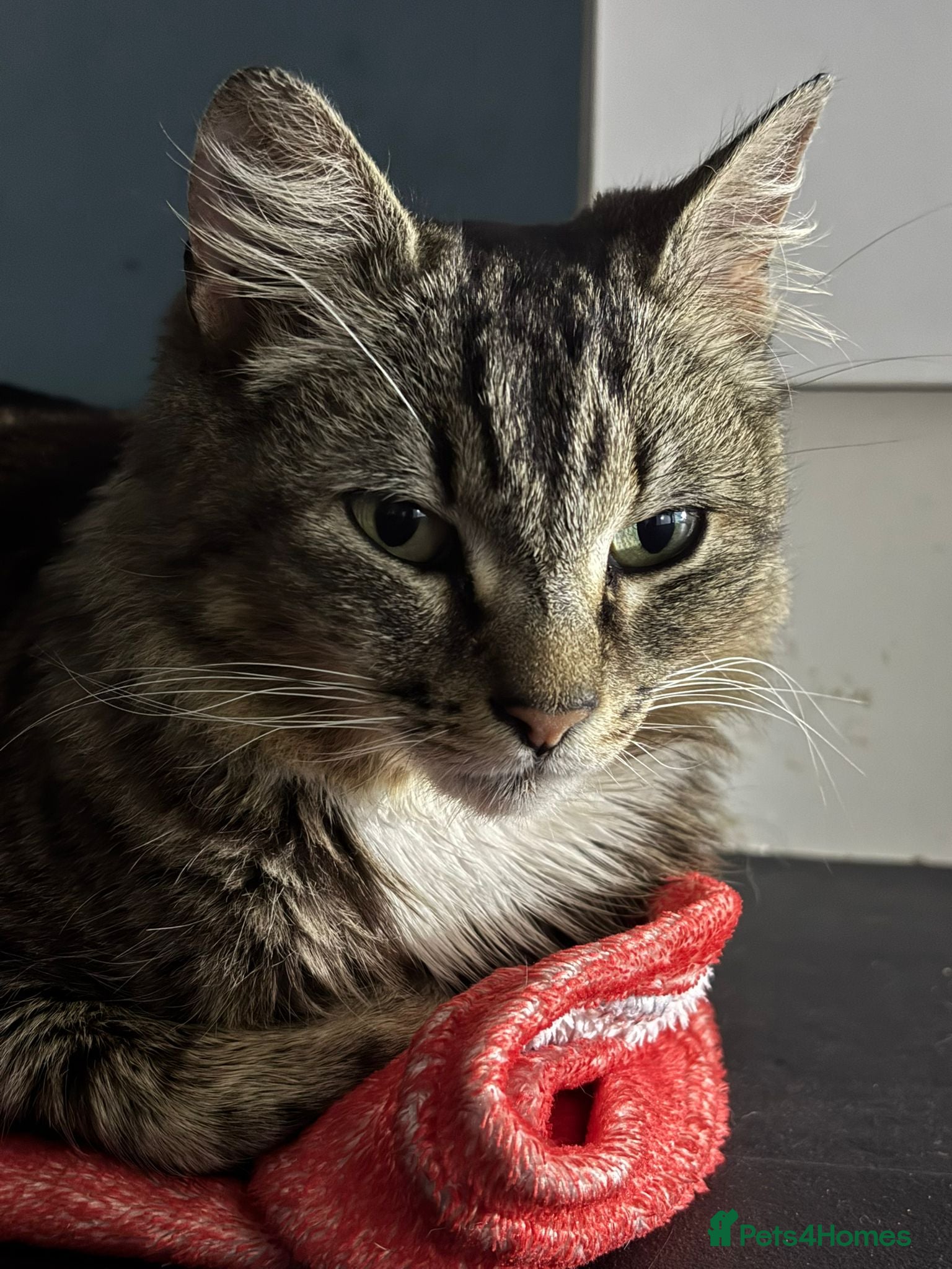 Domestic Shorthair cats Sweet Tiger - Adopt Cats in Crisis East London - Advert 1