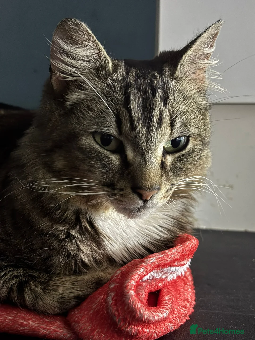 Domestic Shorthair cats for adoption: Sweet Tiger - Adopt Cats in Crisis East London - Advert 1