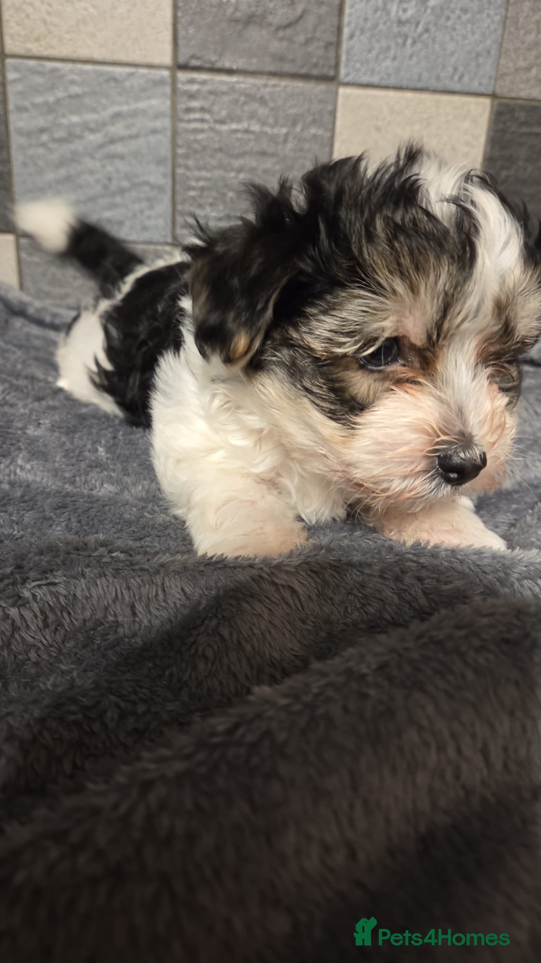 Yorkshire Terrier dogs for sale: Yorkshire terrier biewer puppies  - Advert 6
