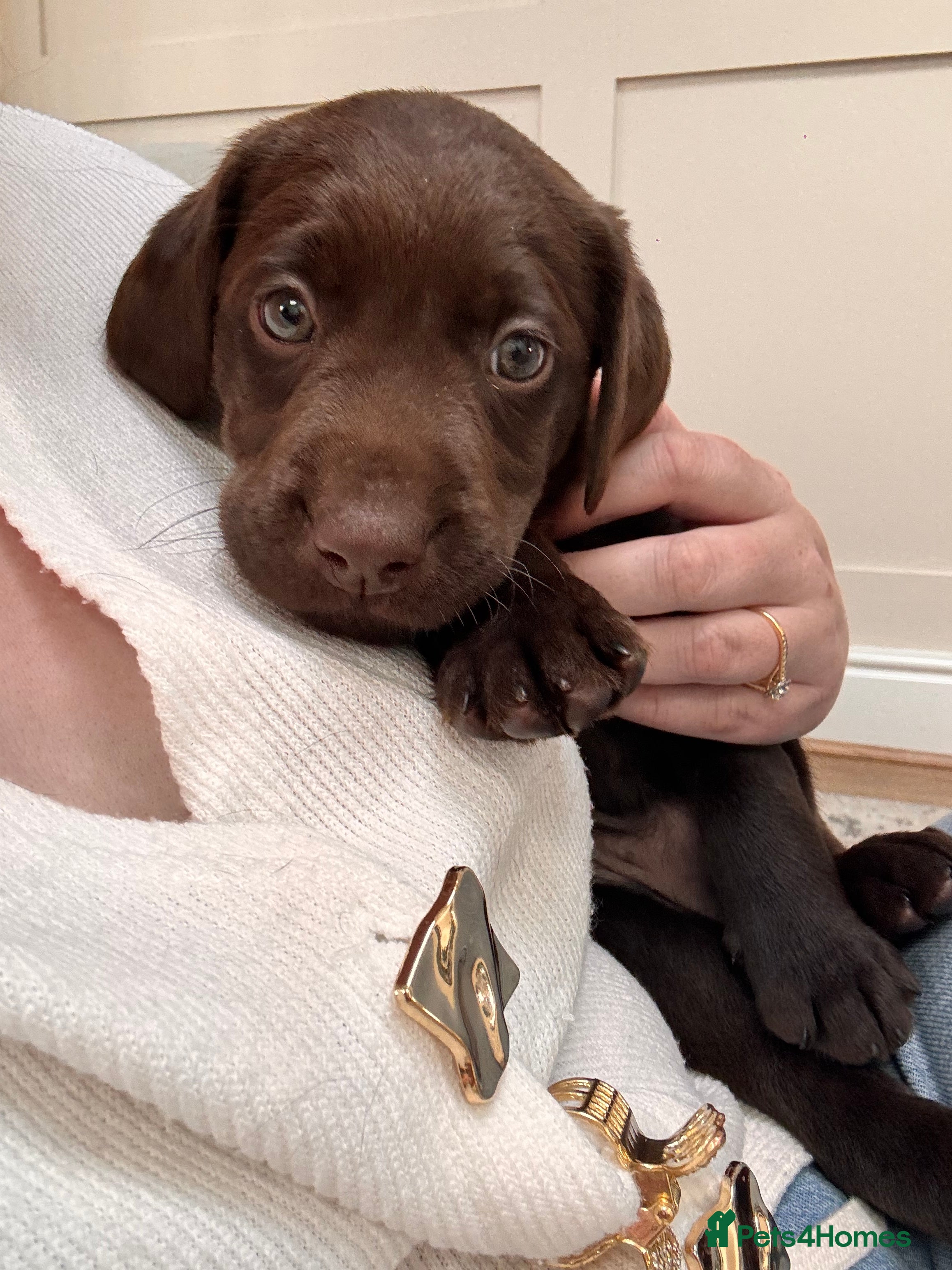 Labrador Retriever dogs BEAUTIFUL KC CHOCOLATE LABRADOR PUPPIES - Advert 2