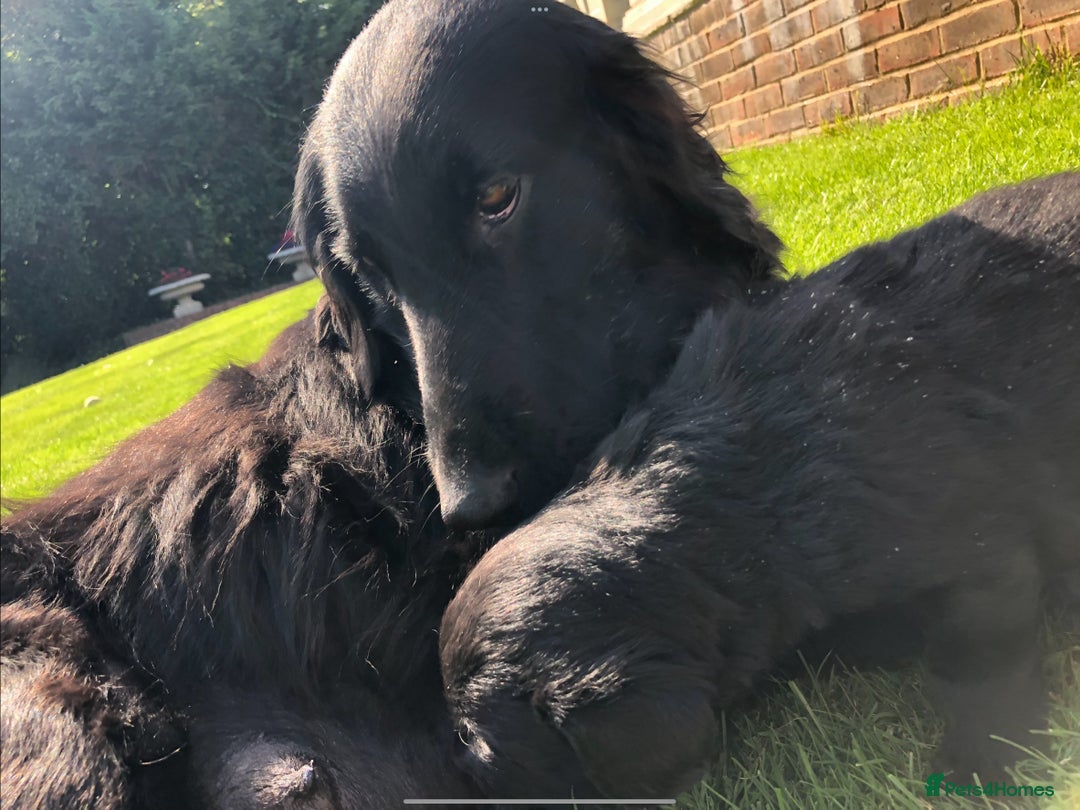 Flat coated Retriever dogs for sale: Female flat coat Retreiver  - Advert 7
