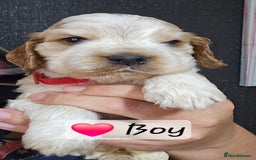 Cocker Spaniel dogs for sale: Show Type Cocker spaniel Puppies KC - Image 4