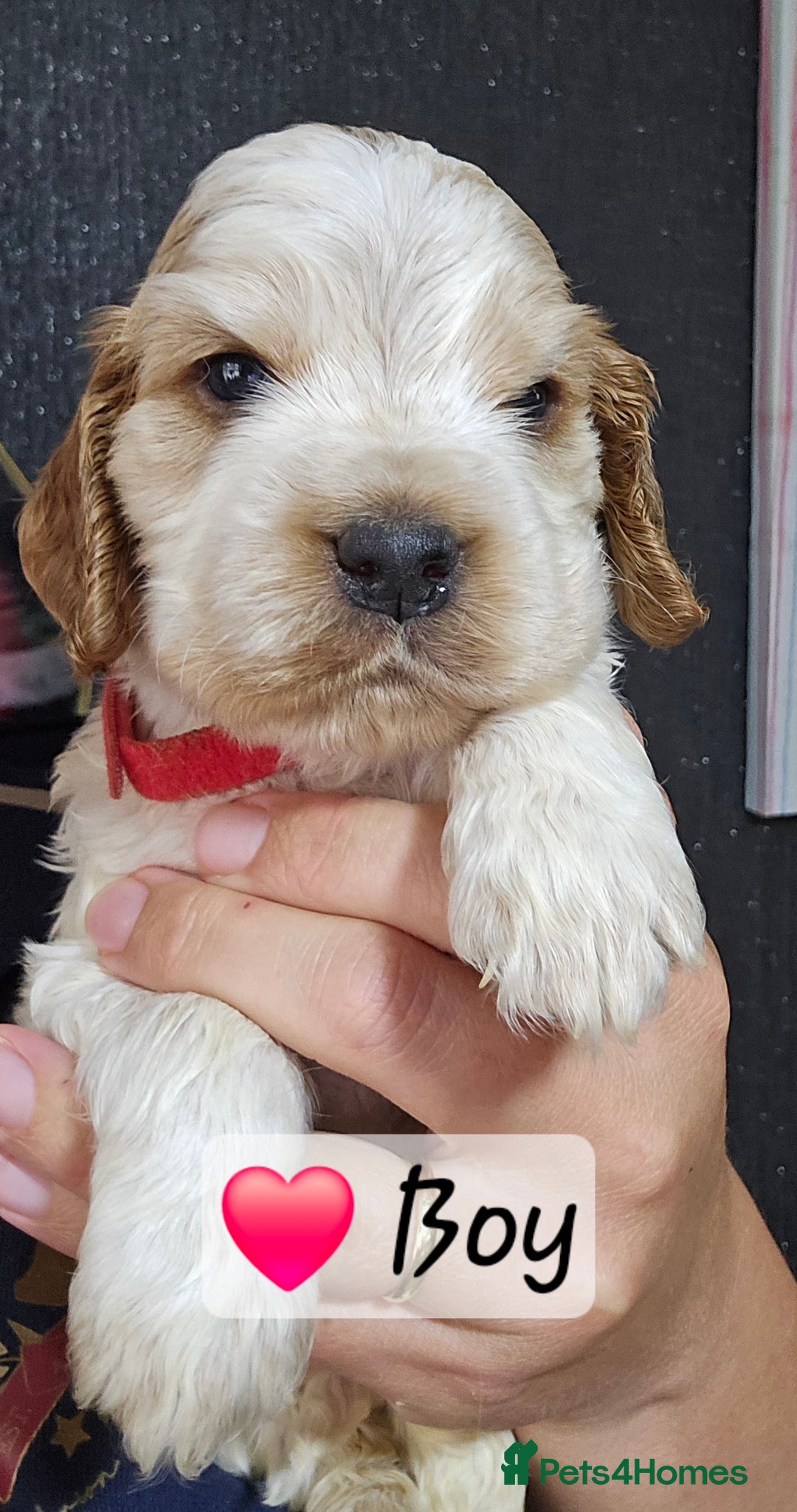 Cocker Spaniel dogs for sale: Show Type Cocker spaniel Puppies KC - Image 4
