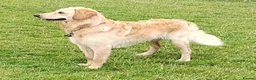 Goldendoodle dogs for stud: STUD MUFFIN PROVEN Mr C - Advert 14