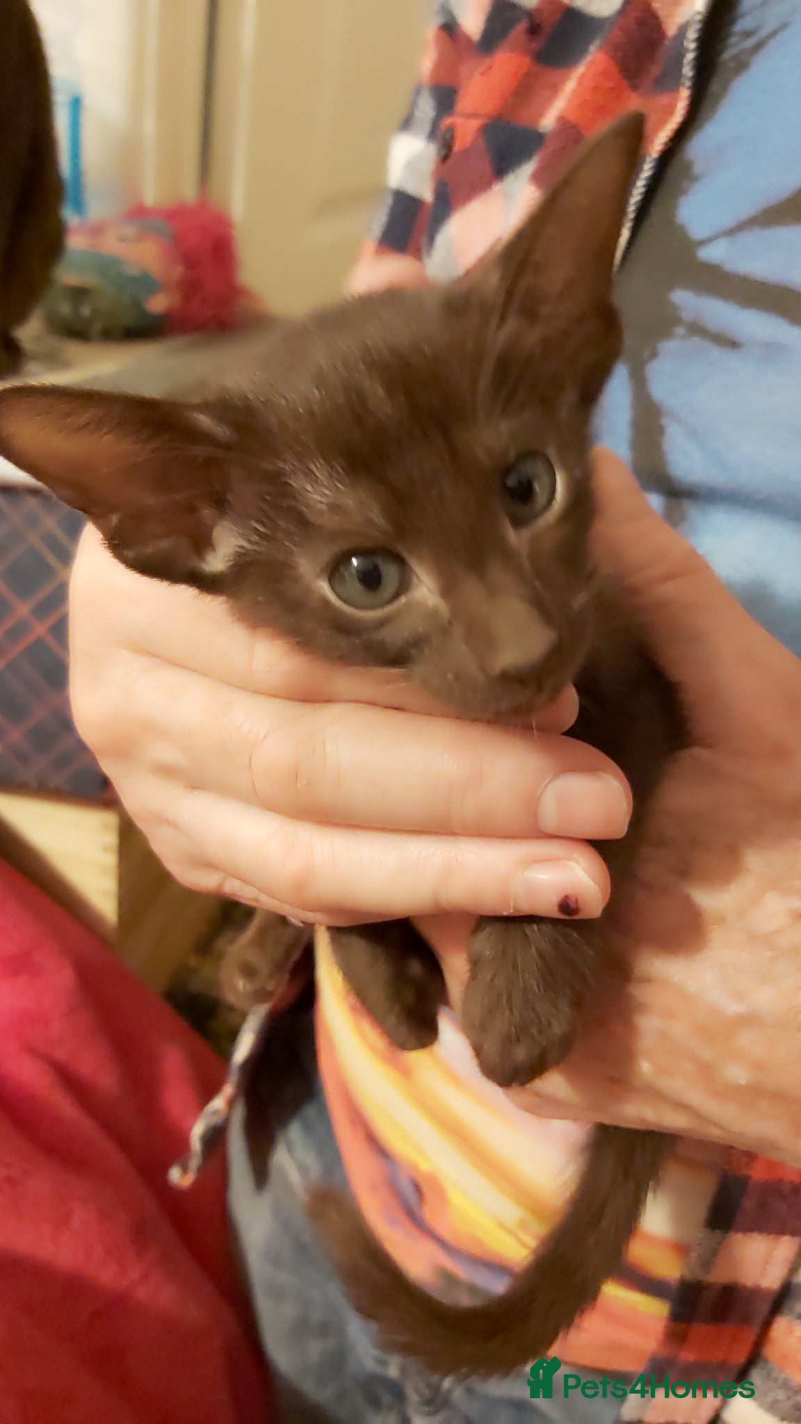 Oriental cats Pedigree Oriental 1 GIRL XL size ears GCCF£1300 - Advert 11