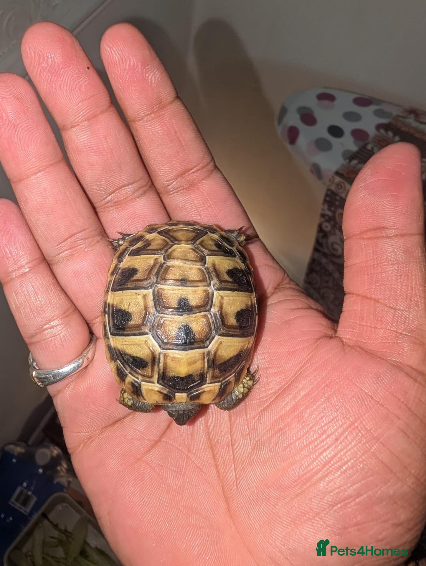 Tortoise reptiles 🐢 Baby Tortoise  Available 🐢 - Advert 1