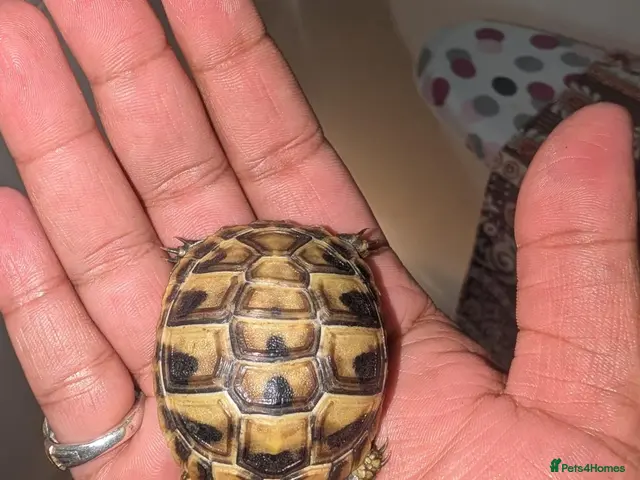 Tortoise reptiles for sale: 🐢 Baby Tortoise Available 🐢 - Advert 1