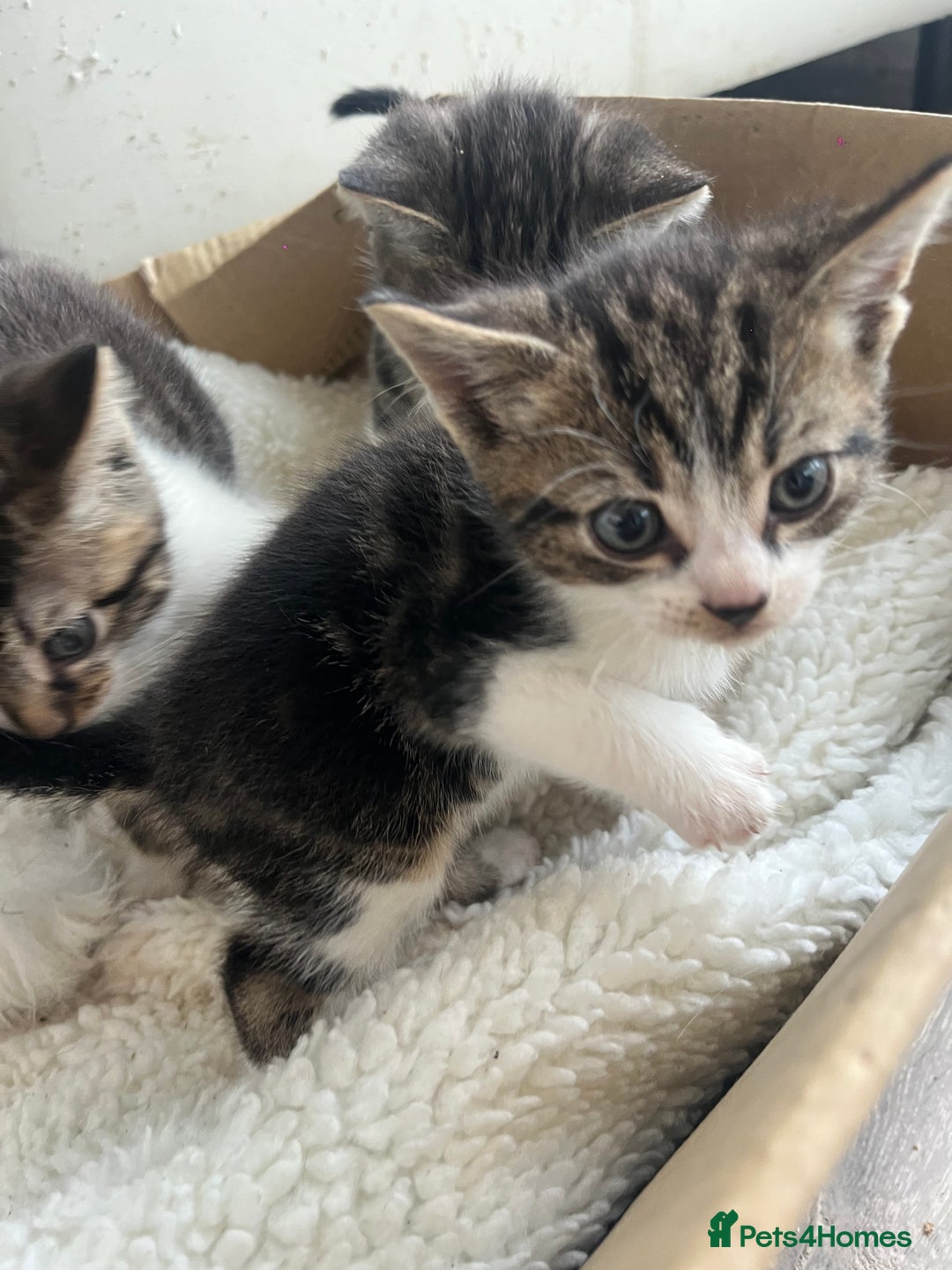 Mixed Breed cats for sale: 3 Beutiful babies  - Advert 7