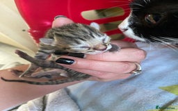 British Shorthair cats for sale: 4 beautiful kittens - Image 9