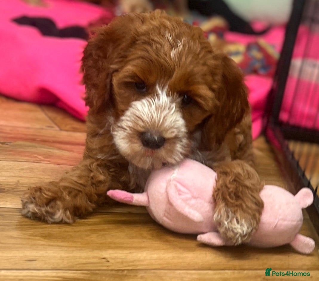 Australian Labradoodle dogs ♥️Adorable girl Pup♥️Australian labradoodle - Advert 2