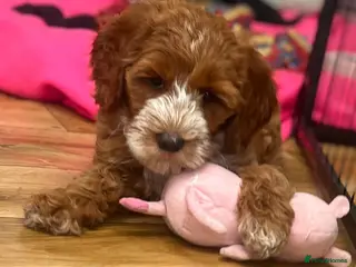 Australian Labradoodle dogs ♥️Adorable girl Pup♥️Australian labradoodle - Advert 2