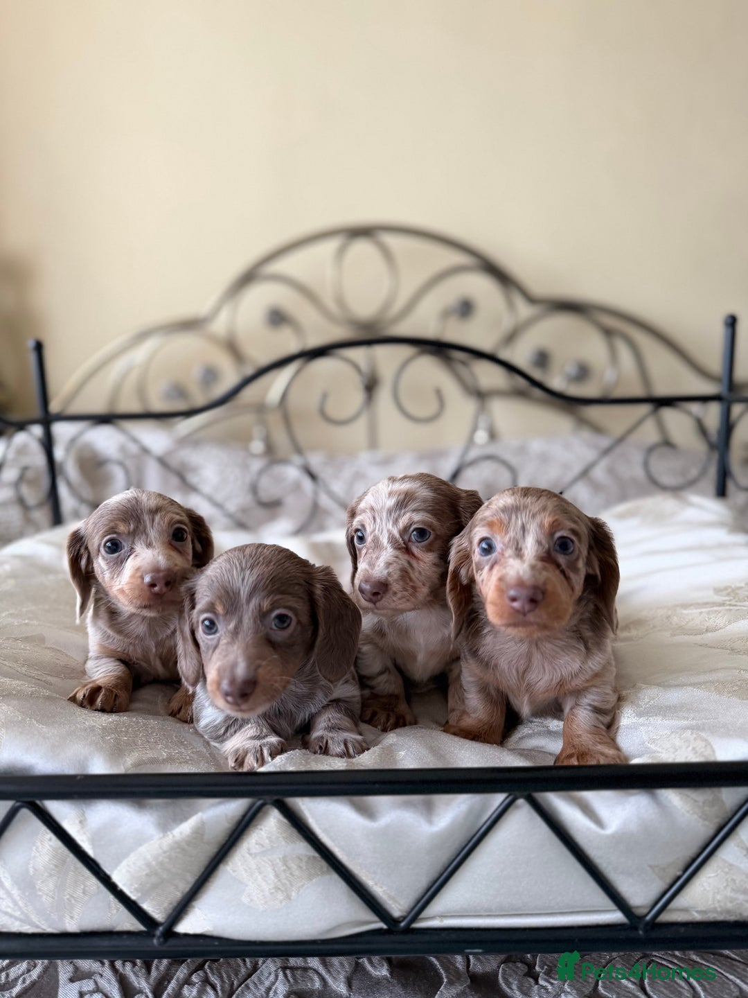 Miniature Dachshund dogs for sale: Miniature dachshund puppies - Advert 8