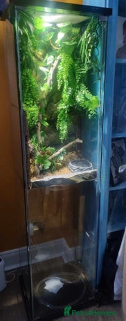 Frog reptiles - Advert 4