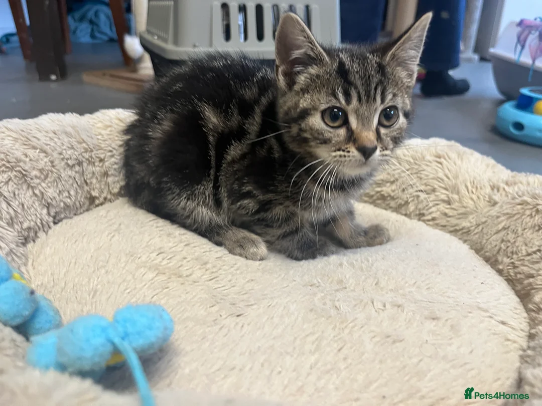 Mixed Breed cats for sale: Stunning 9 week old Tabby Female Kitten - Advert 5