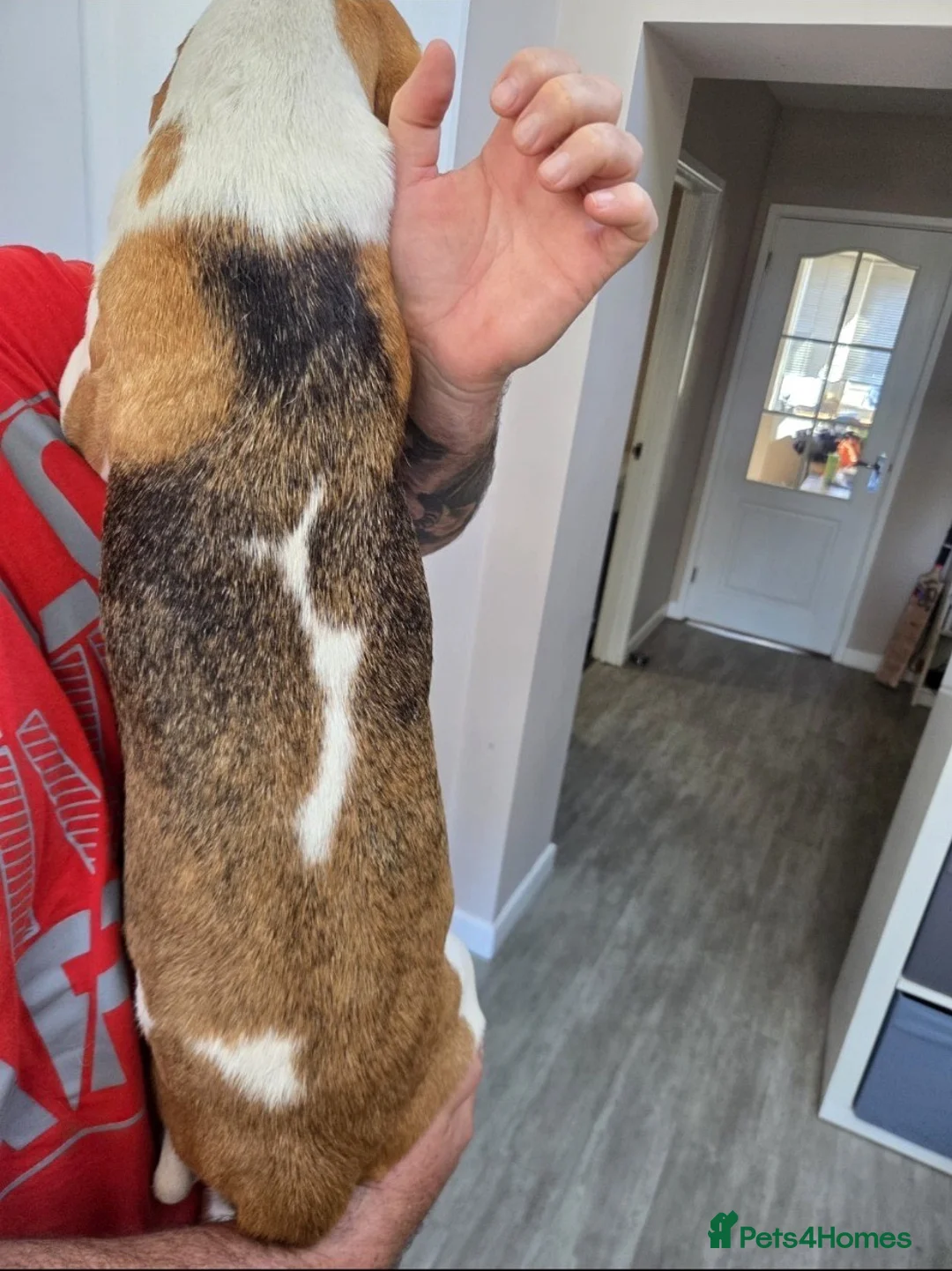 Mixed Breed dogs for sale: Beagle x Poodle Puppies - Advert 15