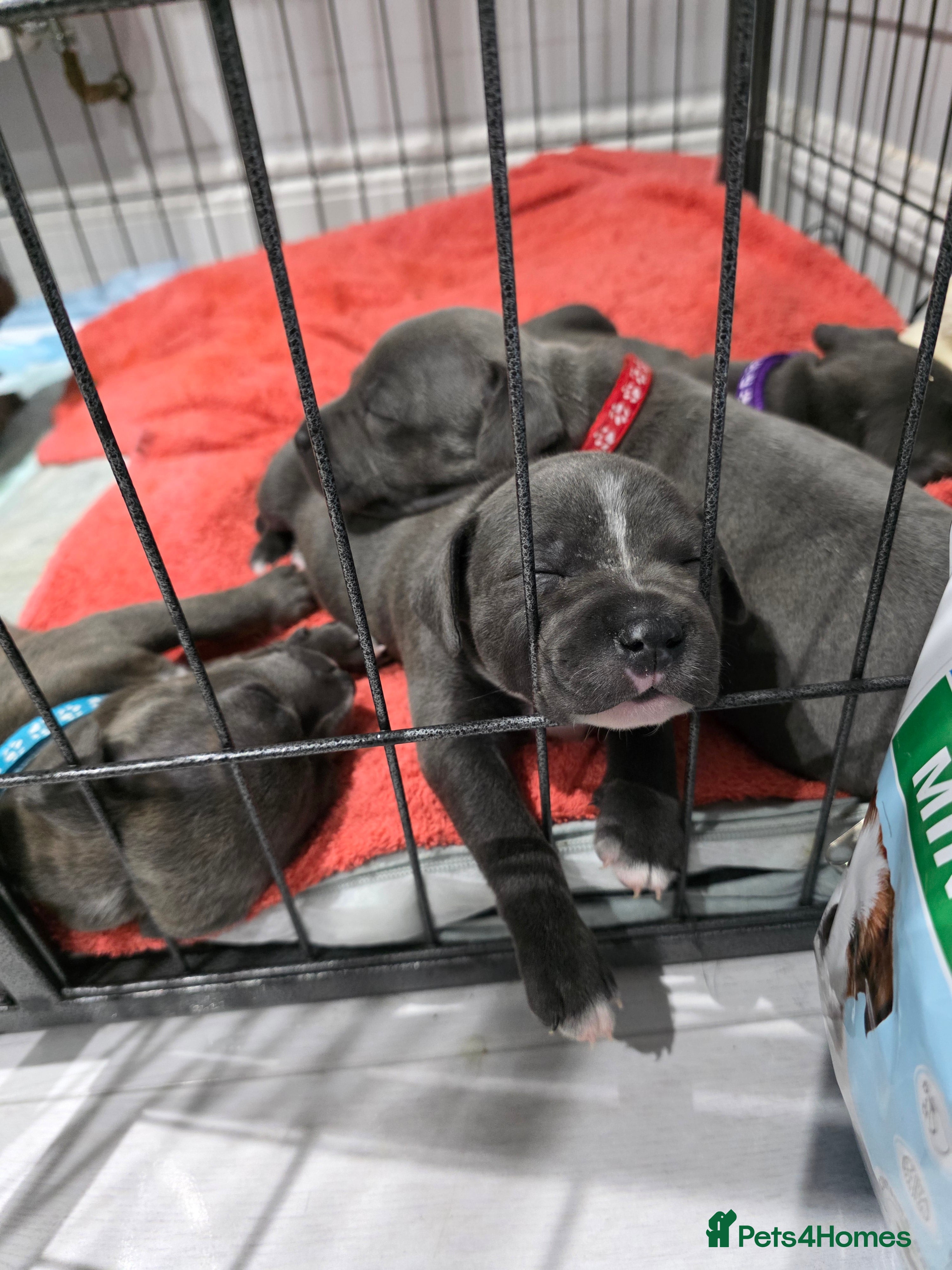 Staffordshire Bull Terrier dogs Beautiful Staffordshire Bull Terrier Puppies - Advert 4