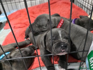 Staffordshire Bull Terrier dogs Beautiful Staffordshire Bull Terrier Puppies - Advert 4