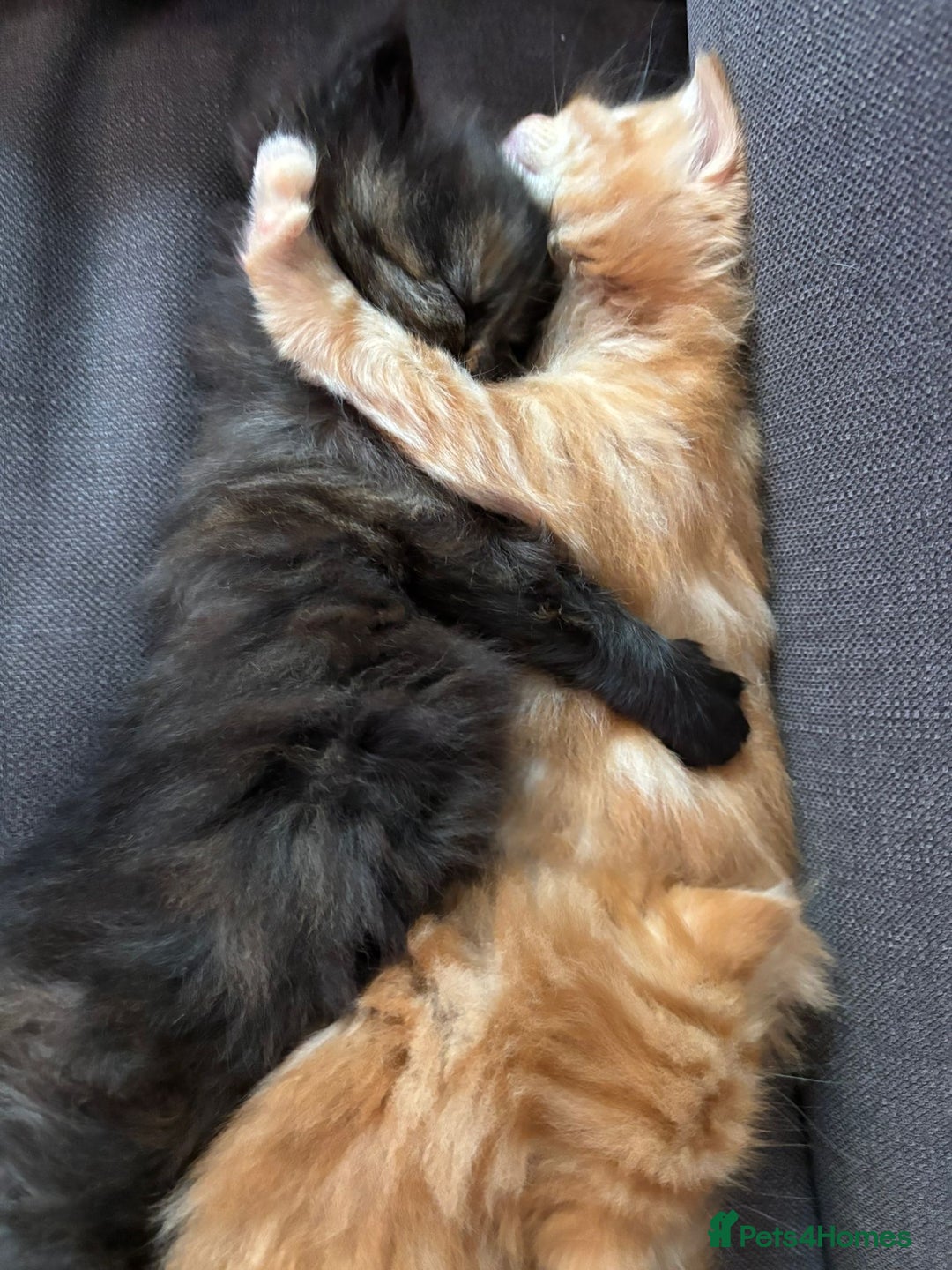 Mixed Breed cats for sale: Quarter Persian kittens  - Image 9