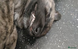 Mixed Breed dogs for sale: Beautiful Shepsky puppies - Image 3