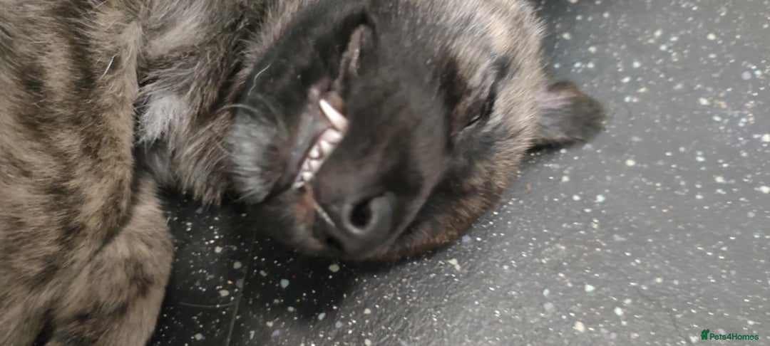 Mixed Breed dogs for sale: Beautiful Shepsky puppies - Image 3