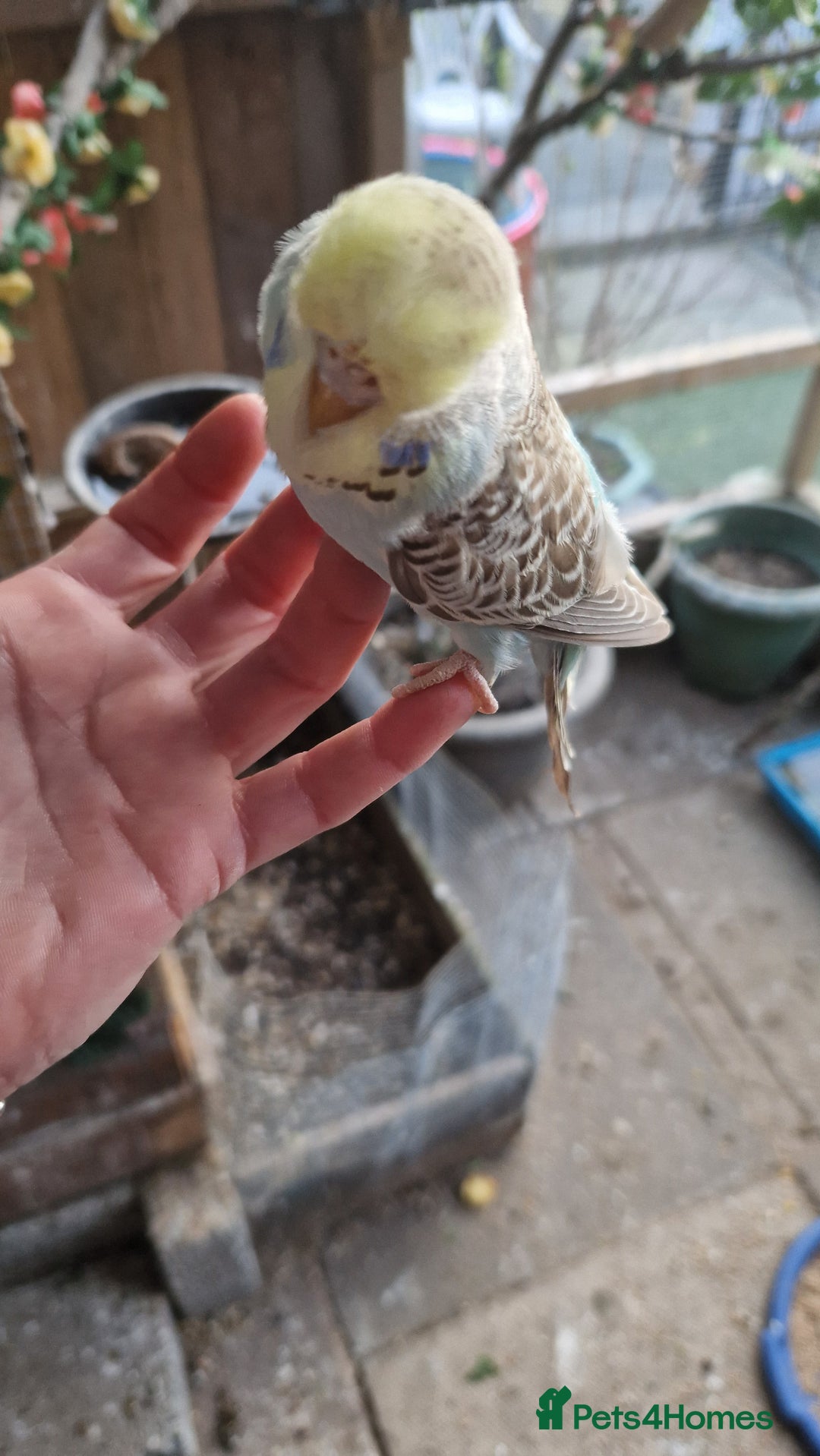 Budgerigars birds for sale: 1 male 1 female adult budgie £100 - Advert 6