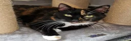 Mixed Breed cats for adoption: Kid-friendly Sister Kitties - Advert 3