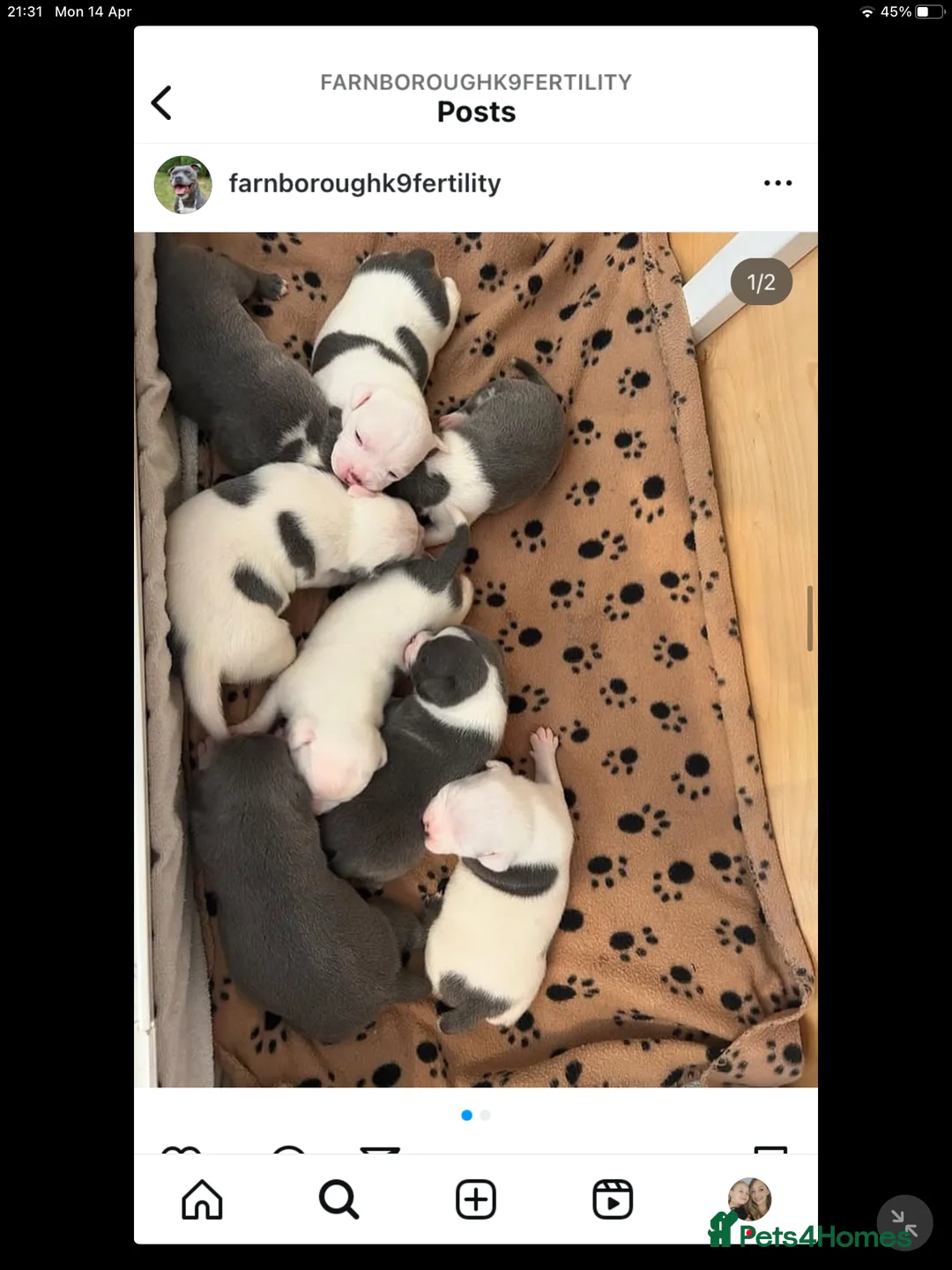 Staffordshire Bull Terrier dogs for stud: Proven Staffordshire Bull Terrier for stud in Farnborough - Advert 20