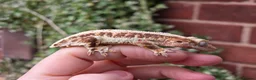 Gecko reptiles for sale: Various crested geckos  - Advert 3
