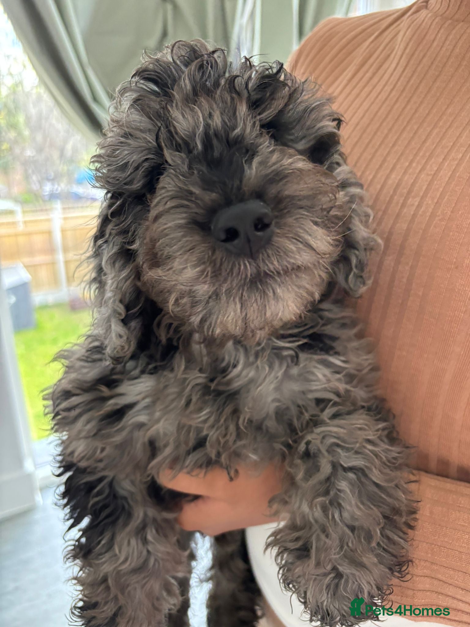 Cockapoo dogs Ready now (2 girlies and 1 boy left) - Advert 1