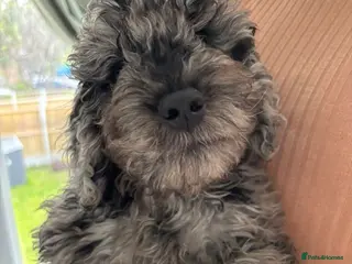 Cockapoo dogs Ready now (2 girlies and 1 boy left) - Advert 1