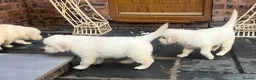 Golden Retriever dogs for sale: Little Polar Bear Puppies - Advert 18