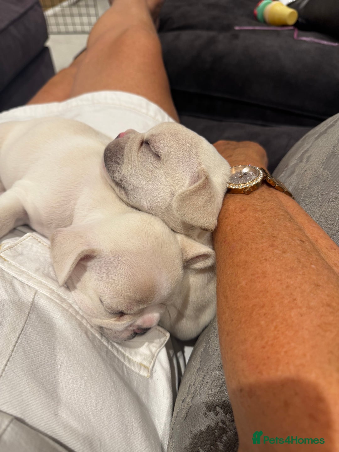 French Bulldog dogs for sale: 2 Male and 2 Female French Bulldogs - Image 19