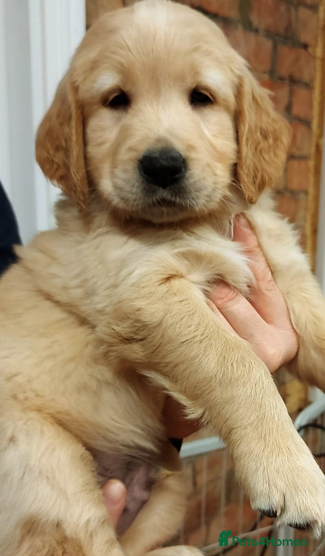 Golden Retriever dogs for sale: Fully health tested golden retriever puppys - Advert 2