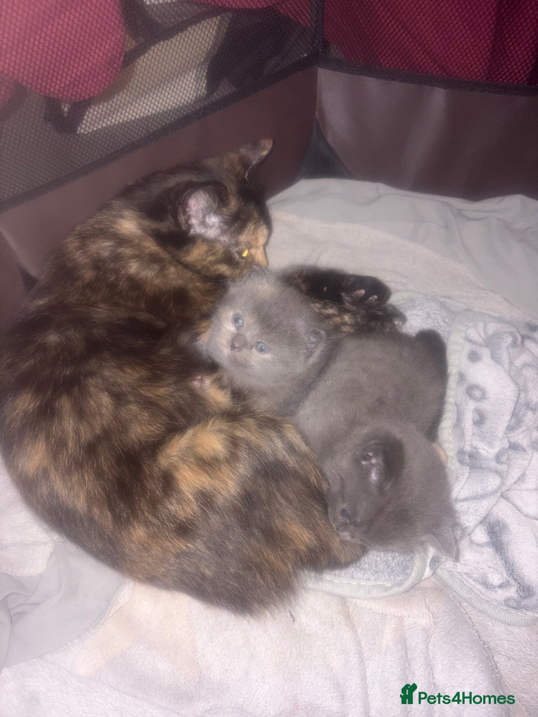 British Shorthair cats for sale: British blue cross Norwegian  - Image 6