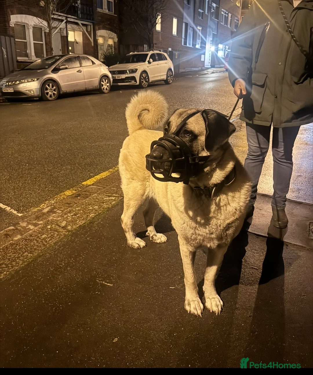 Turkish Kangal dogs for sale: Beautiful Kangal  - Advert 2