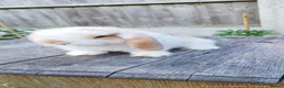 Mini Lop rabbits for sale: Minilop bunnies  - Advert 14