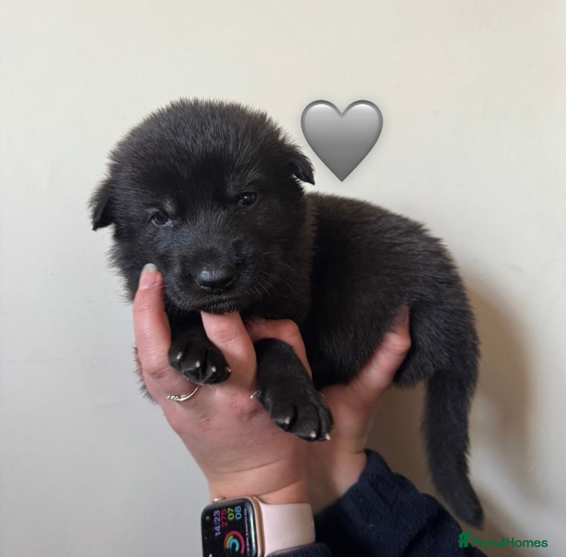 German Shepherd dogs Stunning German Shepherd X Puppies  - Advert 3