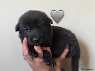 German Shepherd dogs Stunning German Shepherd X Puppies - Advert 1