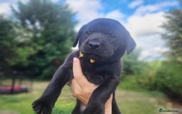 Labrador Retriever dogs for sale: Kc labrador puppies in Much Wenlock - Image 13