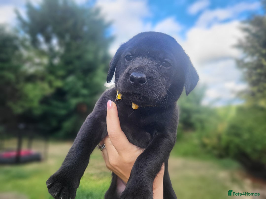 Labrador Retriever dogs for sale: Kc labrador puppies in Much Wenlock - Image 13